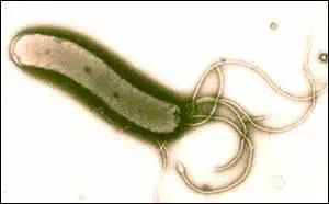 Quelle bactérie, responsable des ulcères gastriques, est capable de survivre dans le milieu acide de l'estomac ?