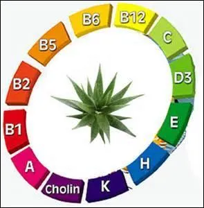 Je suis une vitamine en partie produite par les bactéries du tube digestif, sans moi la coagulation est impossible ; je suis :