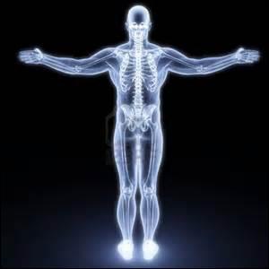 QUIZ] Os, muscles, organes,… Connaissez-vous bien le corps humain ? 