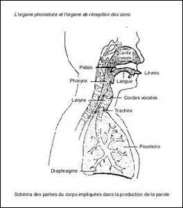 Attention à ne pas confondre thyroïde et cartilage thyroïde. La première est une glande située au niveau de la gorge est le second un cartilage faisant partie intégrante d'un organe permettant la parole. Lequel ?