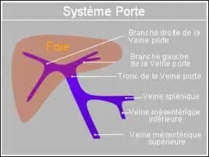 La veine porte est la veine drainant le sang veineux du tube digestif vers le foie. Cependant il existe un deuxième système porte dans l'organisme.
Où peut-on le trouver ?