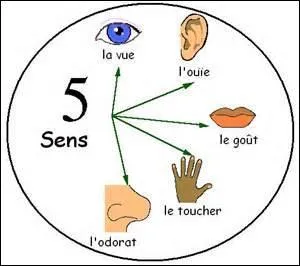 Quel sens teste-t-on à l'aide du test de Rhine ?