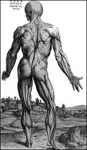 Dans quel organe du corps humain les cellules de Purkinje ont-elles décidé de résider ?