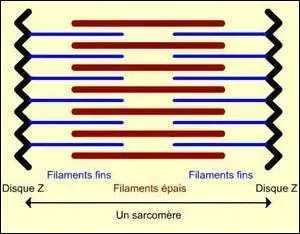 Où trouve-t-on des sarcomères dans le corps humain ?