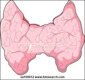 Quel élément chimique est indispensable au bon fonctionnement de la thyroïde ?