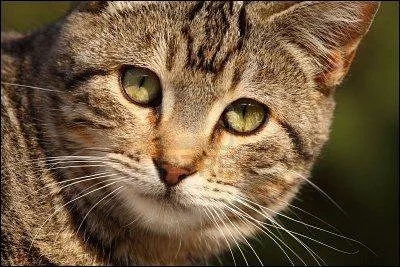 Quel mâle brun dirige le Clan du Vent ?