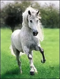 De quelle race est ce cheval ? (Observe-le bien )