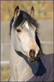 Quelle race de chevaux n'existe pas ?