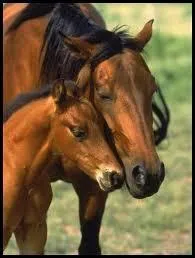 Combien de temps une jument porte-t-elle son poulain ?