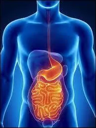 Le système digestif fonctionne à l'aide de nombreuses substances (les sucs) qui "découpent" les aliments et qui sont déversées par de nombreux organes.
Quel organe déverse sa substance à travers le canal de Wirsung ?