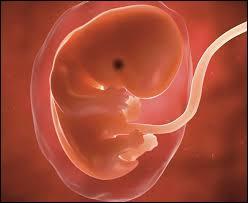 Quel organe embryonnaire permettant d'apporter oxygène et nutriments à l'embryon est l'ancêtre du placenta ?