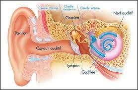 L'oreille est l'organe chargé de l'audition mais elle a une deuxième fonction. Laquelle ?