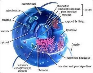 Les cellules ont 2 façons de mourir. La première est la mort brutale suite à des agressions nommées nécroses. L'autre est un suicide cellulaire programmé par les molécules de la cellule.
Comme se nomme ce procédé ?