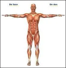 Quel organe contient des anses de Henlé ?