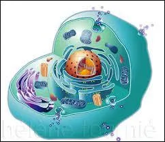 Quel organite, responsable de la division cellulaire, est absent dans le neurone ?