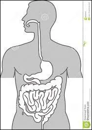 Quel organe est chargé de fournir le glucose à tout l'organisme en cas de besoin ?