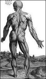 Que transporte le canal thoracique ?