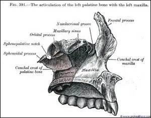Quel os du nez est un os propre du nez (il ne se retrouve qu'au niveau du nez) ?