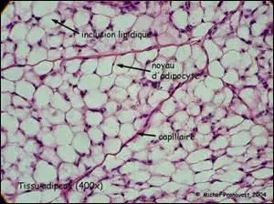 Notre corps aime la graisse et quand il en voit, il la garde dans le tissu adipeux.
Il existe deux types de tissus adipeux : le premier est celui que l'on veut éliminer avant l'été et que l'on nomme tissu adipeux blanc. L'autre est celui qui joue un rôle dans la régulation de notre température.
Quelle couleur lui a donné son nom ?