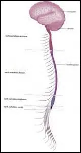 Quel neurotransmetteur fait défaut dans la maladie de Parkinson ?