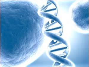 L'ADN sert de support à l'information génétique grâce aux bases azotées, qui, regroupées en groupes de 3, indiquent à la cellule la composition des protéines.Combien compte-t-on de types de bases azotées dans l'ADN ?