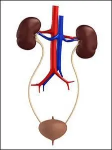 Lequel de ces termes n'a rien à voir avec l'appareil urinaire ?