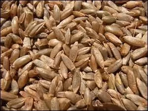 Quel pain fera-t-on avec la farine de cette céréale ?