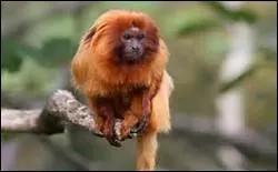 Bien sûr on ne va pas confire une partie de l'animal ! Mais la confiserie que l'on trouve à Maurice porte le même nom que ce singe.
