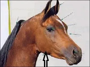 C'est une préparation vieille comme la pâtisserie fine !