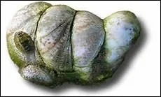 Souvenirs d'enfance sucrés et joliment colorés.