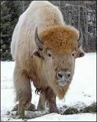Charles Bronson et Kim Novak dans ce western !