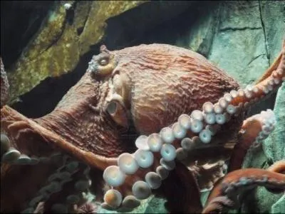 Jean-Pierre Darroussin et Clothilde Coureau !