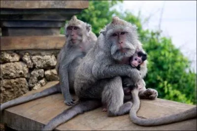 Film d'Henri Verneuil avec Jean Gabin et Jean-Paul Belmondo !