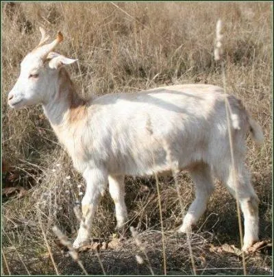 Gérard Depardieu plus Pierre Richard, ça vous donne ...