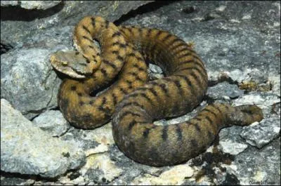 1971, Marcel Cuvelier et Alice Sapritch !