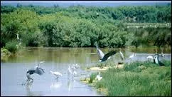 Je me trouve sur le bassin d'Arcachon et je possède un grand parc ornithologique. Qui suis-je ?