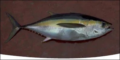 Thon à nageoires jaunes.