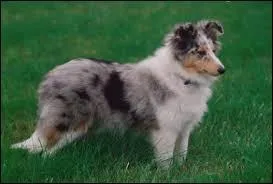 Quelle est la taille du Shetland ?