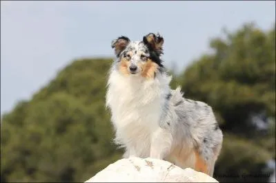 Quel est environ son poids ?