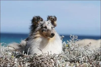 Quel est le deuxième nom du Shetland ?