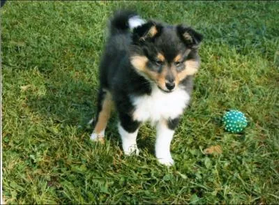 Quelles sont les disciplines pour lesquelles les Shetland sont doués ?