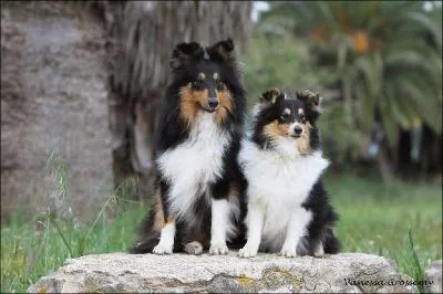 De quel berger est-il le chien ?