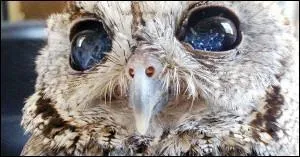 Les nocturnes ont parfois des plumages inhabituels, ils peuvent être atteints ... .