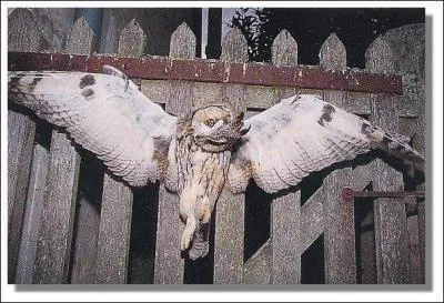 Autrefois, il n'était pas rare de voir des chouettes clouées sur les portes de grange. De quoi les accusait-on ?