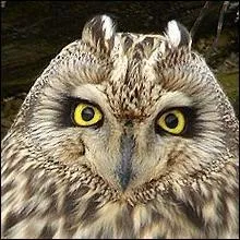 Lorsque les petits mammifères viennent à manquer, à quelles proies le hibou des marais s'attaque-t-il ?