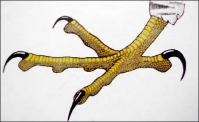 Comment sont les pattes des nocturnes pêcheurs ?