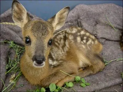 Quel nocturne a le bec le plus puissant ?