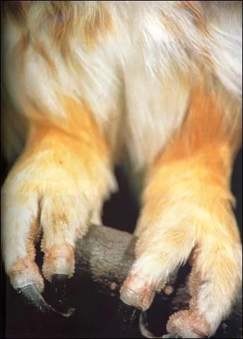 Quelle est la caractéristique de la chouette lapone ?