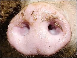 Comment se nomme le nez du cochon ?