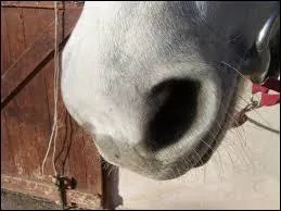 Comment appelle-t-on le nez du cheval ?